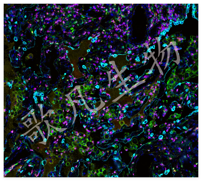 切片扫描（荧光单标 双色）